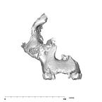 SK 52 Paranthropus robustus partial cranium anterior