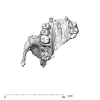 SK 52 Paranthropus robustus partial cranium inferior