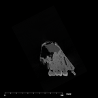 SK 52 Paranthropus robustus partial cranium internal
