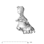 SK 52 Paranthropus robustus partial cranium lateral right