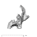 SK 52 Paranthropus robustus partial cranium posterior
