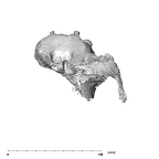 SK 52 Paranthropus robustus partial cranium superior