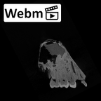 SK 52 Paranthropus robustus partial cranium ct stack movie