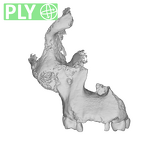 SK 52 Paranthropus robustus partial cranium ply