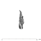 SK 54 Paranthropus robustus cranial fragment anterior