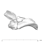 SK 54 P. robustus cranial fragment