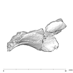 SK 54 Paranthropus robustus cranial fragment mesial