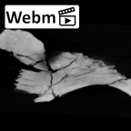 SK 54 Paranthropus robustus cranial fragment ct stack movie