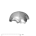 SK 54 P. robustus cranium