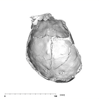 SK 54 Paranthropus robustus cranium inferior