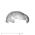 SK 54 Paranthropus robustus cranium lateral left