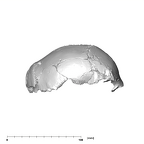 SK 54 Paranthropus robustus cranium lateral right