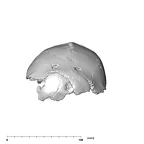 SK 54 Paranthropus robustus cranium posterior