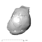 SK 54 Paranthropus robustus cranium superior