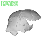 SK 54 Paranthropus robustus cranium ply