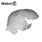 SK 54 Paranthropus robustus cranium ply movie