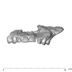 SK 55a Paranthropus robustus maxilla anterior