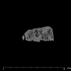SK 55a Paranthropus robustus maxilla internal
