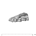 SK 55a Paranthropus robustus maxilla lateral left