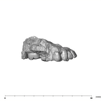SK 55a Paranthropus robustus maxilla lateral right