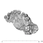 SK 55a Paranthropus robustus maxilla occlusal