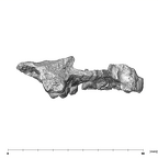SK 55a Paranthropus robustus maxilla posterior