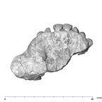 SK 55a Paranthropus robustus maxilla superior