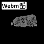 SK 55a Paranthropus robustus maxilla ct stack movie