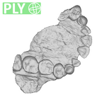 SK 55a Paranthropus robustus maxilla ply