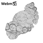 SK 55a Paranthropus robustus maxilla ply movie