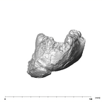 SK 55b Paranthropus robustus mandible anterior