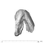 SK 55b Paranthropus robustus mandible apical