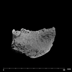 SK 55b Paranthropus robustus mandible internal