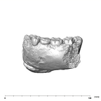 SK 55b Paranthropus robustus mandible lateral left