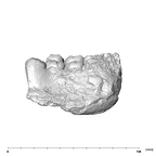 SK 55b Paranthropus robustus mandible lateral right