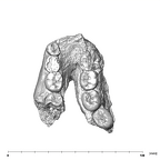 SK 55b Paranthropus robustus mandible occlusal