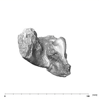 SK 55b Paranthropus robustus mandible posterior