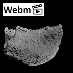 SK 55b Paranthropus robustus mandible ct stack movie