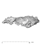 SK 57 Paranthropus robustus maxilla anterior