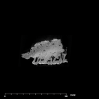 SK 57 Paranthropus robustus maxilla internal