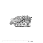 SK 57 Paranthropus robustus maxilla lateral left