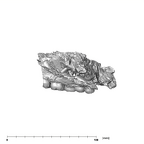 SK 57 Paranthropus robustus maxilla lateral right