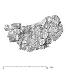 SK 57 P. robustus maxilla