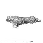 SK 57 Paranthropus robustus maxilla posterior