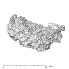 SK 57 Paranthropus robustus maxilla superior