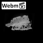 SK 57 Paranthropus robustus maxilla ct stack movie
