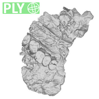SK 57 Paranthropus robustus maxilla ply