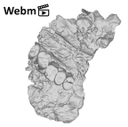 SK 57 Paranthropus robustus maxilla ply movie