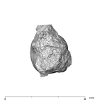 SK 5 Paranthropus robustus LLM2 apical