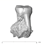 SK 5 Paranthropus robustus LLM2 buccal